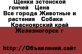 Щенки эстонской гончей › Цена ­ 7 000 - Все города Животные и растения » Собаки   . Красноярский край,Железногорск г.